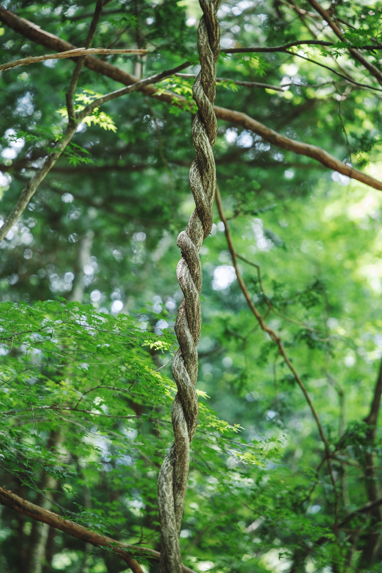 〈山〉 シルバー つる リング