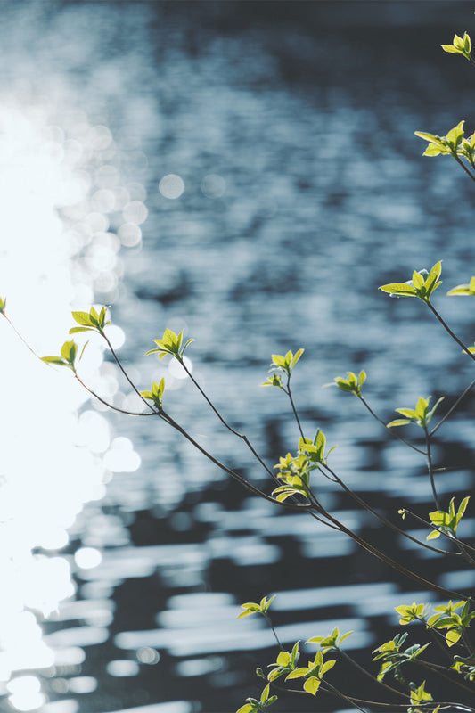 シリーズの紹介